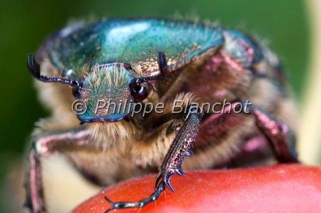 cetonia aurata 3.JPG - Cétoine doréeCetonia aurataColeoptera, Scarabaeidae, CetoniinaeIndre, France